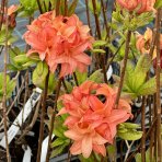 Azalka veľkokvetá (Azalea Mollis) ´GENA MAE´ - výška 50-70 cm, kont. C1L